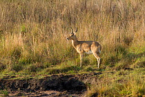Mountain Reedbuck ram (Redunca fulvorufula) Welgevonden Nature Reserve, South Africa.