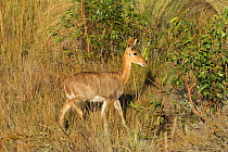 Mountain reedbuck (Redunca fulvorufula) female, Welgevonden Nature Reserve, South Africa.