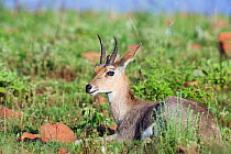 Mountain reedbuck (Redunca fulvorufula) resting, Itala Game Reserve,  KwaZulu-Natal Province, South Africa.