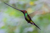 Sword billed hummingbird (Ensifera ensifera) in flight, Guango, Napo, Ecuador.