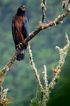 Black and chestnut eagle (Spizaetus isidori) calling, perched on branch, Baeza, Napo, Ecuador.