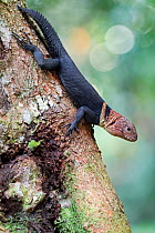 Amazon thornytail iguana (Uracentron flaviceps) on tree trunk, Cuyabeno National Park, Sucumbios, Ecuador.