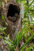 Three Spix's night monkeys (Aotus vociferans) looking out of a hole in a tree trunk, Cuyabeno National Park, Sucumbios, Ecuador.