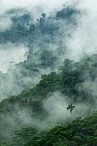 Low clouds over trees in cloud forest landscape, Pinas, El Oro, Ecuador, March 2015.