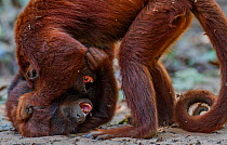 Two Red howler monkeys (Alouatta seniculus) fighting, Tambopata, Madre de Dios, Peru.