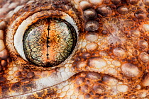 Giant Ground Gecko (Chondrodactylus angulifer), close-up of eye, Swakopmund, Erongo, Namibia.