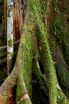 Ceiba / Kapok tree (Ceiba pentandra) buttress roots, Yasuni National Park, Orellana, Ecuador.