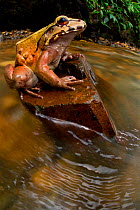 Coastal Ecuador smoky jungle frog / Choco jungle-frog (Leptodactylus peritoaktites) sitting on stone in stream, Canande, Esmeraldas, Ecuador, Vulnerable species.