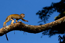 Common squirrel monkey (Saimiri sciureus) walking along branch, Yasuni National Park, Orellana, Ecuador.