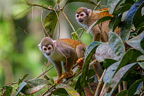 Two Common squirrel monkeys (Saimiri sciureus) amongst vegetation, Yasuni National Park, Orellana, Ecuador.