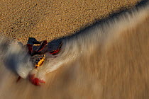 Sally lightfoot crab (Grapsus grapsus) engulfed in wave on beach, Floreana Island, Galapagos.