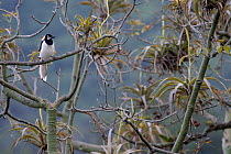 White-tailed jay (Cyanocorax mystacalis) perched on branch, Macara, Loja, Ecuador.
