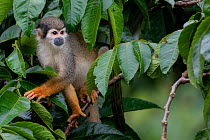 Common squirrel monkey (Saimiri sciureus) climbing along branch, Yasuni National Park, Orellana, Ecuador.