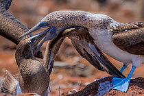 Blue footed booby (Sula nebouxii) feeding young, North Seymour Island, Galapagos.