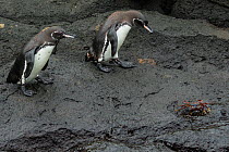 Two Galapagos penguins (Spheniscus mendiculus) walking with a Sally lightfoot crab (Grapsus grapsus) nearby, Isabela Island, Galapagos, Endangered species.