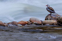 Male Torrent duck (Merganetta armata) standing on rock in river, Guango, Napo, Ecuador.