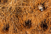 Sociable weaver (Philetairus socius) looking out of nest hole, Etosha National Park, Harare Province, Namibia.