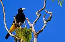 Yellow-rumped cacique (Cacicus cela) perched in tree, Yasuni National Park, Orellana, Ecuador.