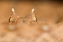 Horned adder (Bitis caudalis) eyes and horns, Swakopmund, Erongo, Namibia.