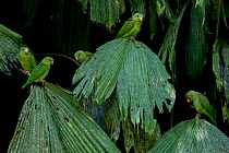 Five Cobalt-winged parakeets (Brotogeris cyanoptera) perched on leaves, Yasuni National Park, Orellana, Ecuador.
