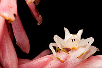 Crab spider (Epicadus heterogaster) on petals, Canande, Esmeraldas, Ecuador.