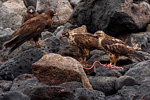 Four Galapagos hawks (Buteo galapagoensis) feeding on prey, Santa Fe Island, Galapagos, Vulnerable species.