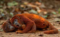 Two Red howler monkeys (Alouatta seniculus) lying on ground, Tambopata, Madre de Dios, Peru.