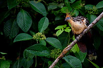 Hoatzin (Opisthocomus hoazin) perched on branch, Yasuni National Park, Orellana, Ecuador.