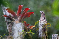Common potoo (Nyctibius griseus) perched on a stump, Mindo, Pichincha, Ecuador.