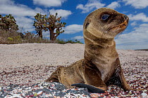 Galapagos sea lion (Zalophus wollebaeki) pup on beach, Floreana Island, Galapagos, Endangered species.