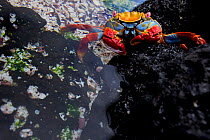 Sally lightfoot crab (Grapsus grapsus) at waters edge, Floreana Island, Galapagos.