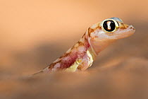 Namib sand gecko (Pachydactylus rangei) portrait, Swakopmund, Erongo, Namibia.