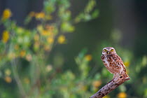 Burrowing owl (Athene cunicularia) perched on branch, Tambopata, Madre de Dios, Peru.