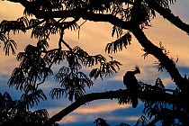 Hoatzin (Opisthocomus hoazin) perched in tree, silhouetted at dusk, Cuyabeno, Sucumbios, Ecuador.