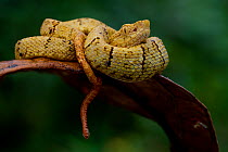 Osborne's lancehead (Bothrops osbornei) juvenile curled up, Mashpi, Pichincha, Ecuador.