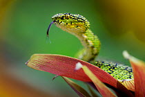 Eyelash palm pit viper (Bothriechis schlegelii) with tongue extended, Mindo, Pichincha, Ecuador.