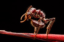 Bullet ant (Paraponera clavata) grooming, Tambopata, Madre de Dios, Peru.