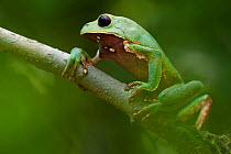 Black eyed monkey frog (Phyllomedusa camba) on branch, Tambopata, Madre de Dios, Peru.