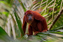 Red howler monkey (Alouatta seniculus) sitting in tree, Tambopata, Madre de Dios, Peru.