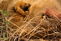African lion (Panthera leo) resting, Etosha National Park, Harare Province, Namibia.
