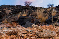 Horned adder (Bitis caudalis) curled up, Swakopmund, Erongo, Namibia.