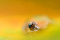 Tambococha rain frog (Pristimantis omeviridis) artistic view of eye, Yasuni National Park, Orellana, Ecuador.