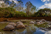 Western Santa Cruz / Indefatigable Island giant tortoises (Chelonoidis porteri) in shallow water and on bank, Santa Cruz Island, Galapagos, Critically endangered.