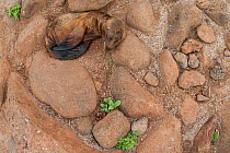 Sea lion (Zalophus wollebaeki) pup sleeping amongst rocks, North Seymour Island, Galapagos, Endangered species.