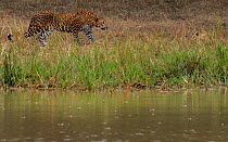 Sri Lankan leopard (Panthera pardus kotiya) hunting, Yala National Park, Southern Province, Sri Lanka, Endangered species.