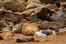 Brown fur seal (Arctocephalus pusillus) colony sleeping with Kelp gull (Larus dominicanus) feeding on carcass of dead pup, Cape Cross, Erongo, Namibia.