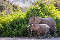 African elephant (Loxodonta africana) mother and calf walking, Brandberg, Erongo, Namibia, Vulnerable species.