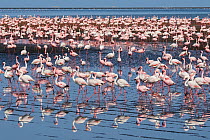 Lesser flamingo (Phoeniconaias minor) and Greater flamingo (Phoenicopterus roseus) flock, Swakopmund, Erongo, Namibia.
