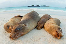 Four Galapagos sea lions (Zalophus wollebaeki) sleeping on beach, Floreana Island, Galapagos, Endangered species.