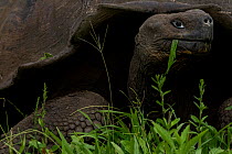 Western Santa Cruz / Indefatigable Island giant tortoise (Chelonoidis porteri) feeding, Santa Cruz Island, Galapagos, Critically endangered.